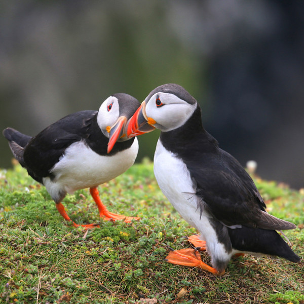 The Kiss by Heather Bennett