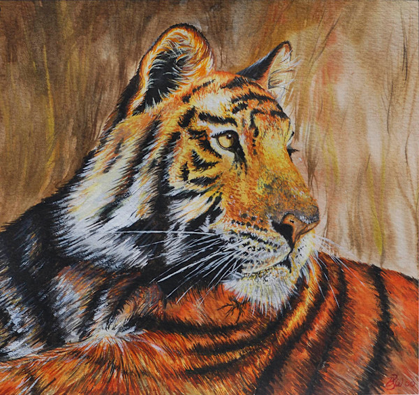 Tiger by Barry Woodman