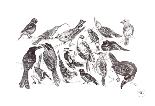 Display of Birds by Liz Waterhouse