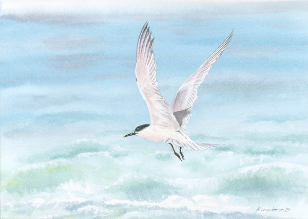 Arctic Tern over a Choppy Sea by Barry Woodman