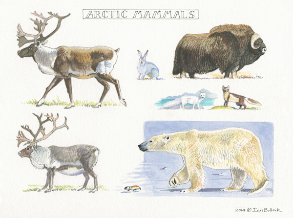 Arctic Mammals by Ian Bullock, Image 1.