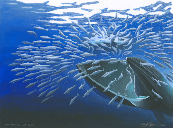 Bryde's Whale by Steven Roe
