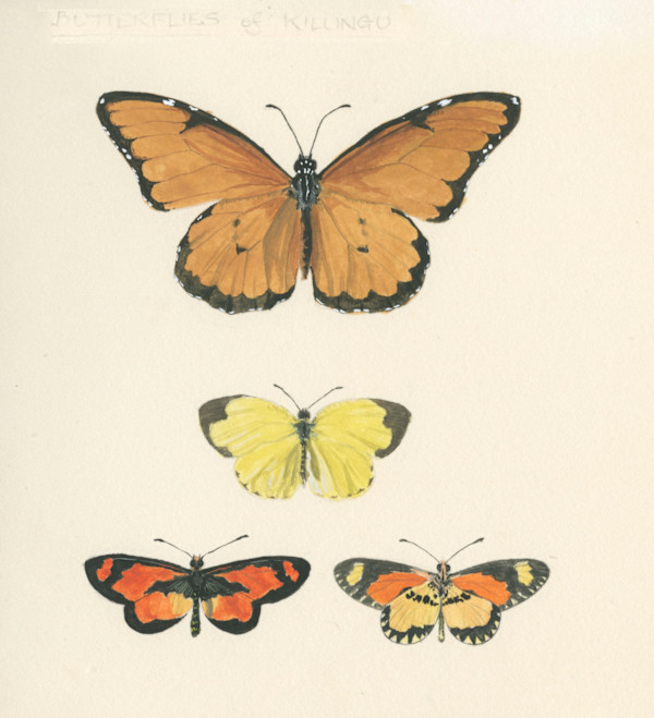 Butterflies, Kenya by Ian Bullock