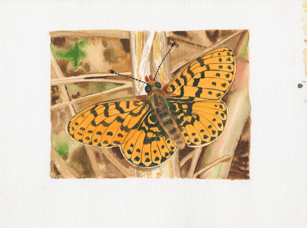 Heath Fritillary by Steven Roe, Image 1.