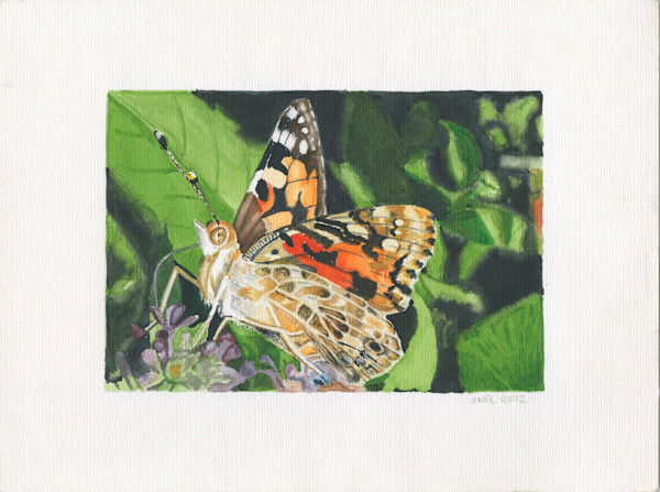 Red Admiral by Steven Roe, Image 1.