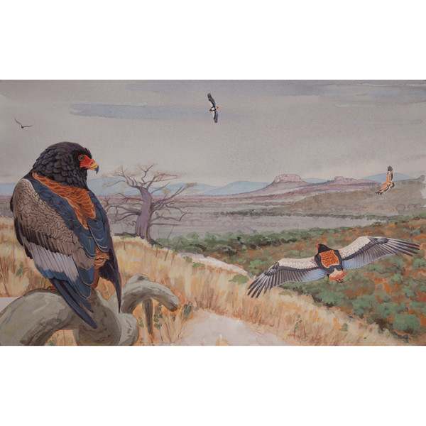 Bateleurs, African raptors cover artwork (print) by Rob Davies