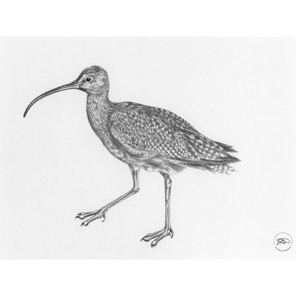 Curlew by Liz Waterhouse