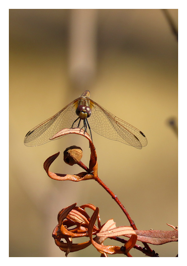 Here's looking at you by Amanda Squire