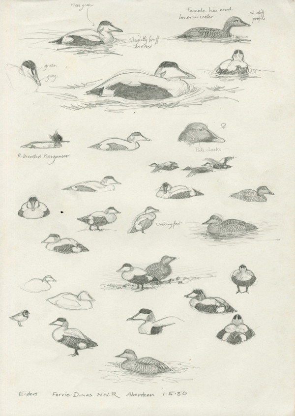 Eider Study by Ian Bullock, Image 1.