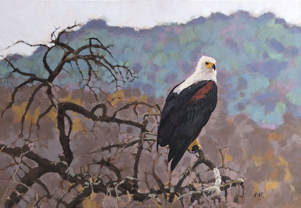 Fish Eagle, Ruaha National Park (print) by Rob Davies