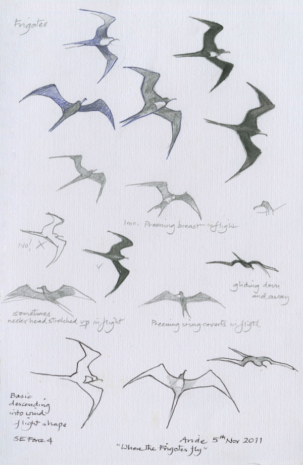 Flying Frigate Birds by Ian Bullock