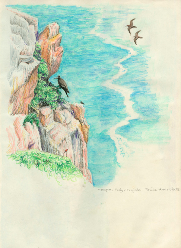 Frigatebirds, Fodies by Ian Bullock
