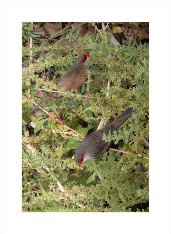 Common Waxbill by Amanda Squire