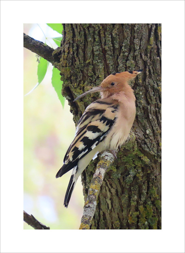 Hoopoe by Amanda Squire