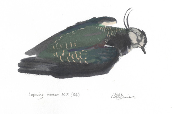 Lapwing Winter 2018 by Rob Davies, Image 1.