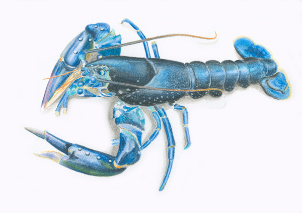 Lobster by Steven Roe