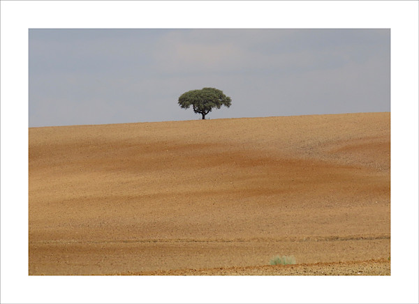 The Lone Tree by Amanda Squire