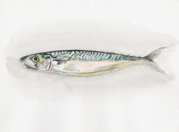 Mackerel by Steven Roe