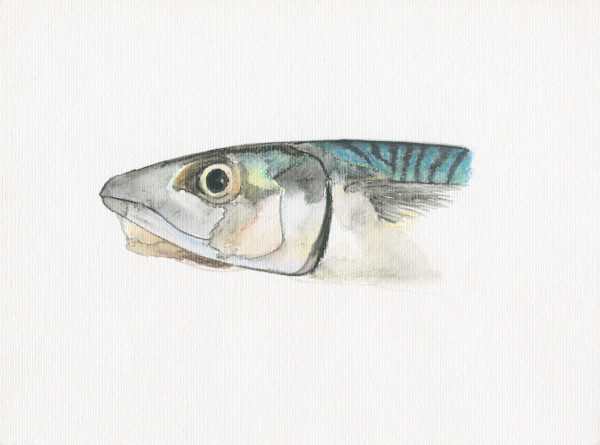 Mackerel Head by Steven Roe, Image 1.
