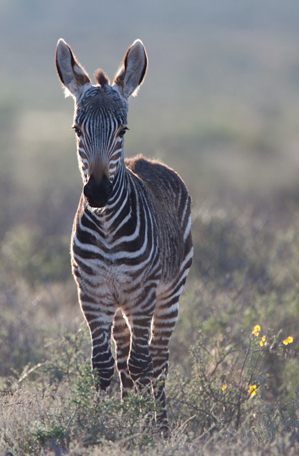 Baby Mountain Zebra - Equus Zebra - Karoo National Park - 08/08/2010 by Rob Davies