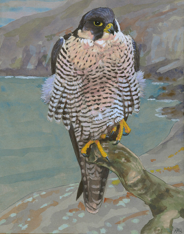 Pembrokeshire Falcon by Rob Davies