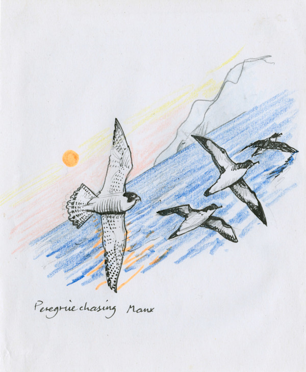 Peregrine chasing Manx Shearwater by Ian Bullock