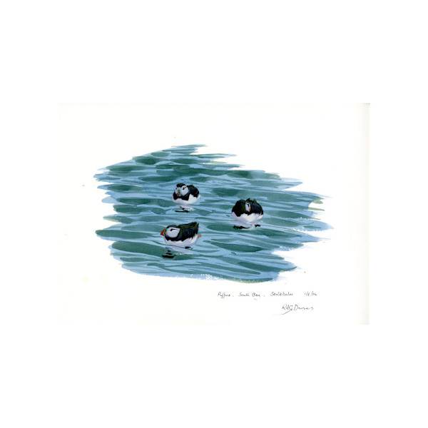 Puffins, Skokholm Island by Rob Davies