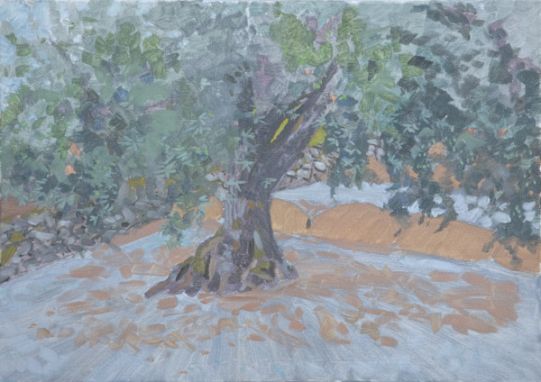 Olive Tree by Rob Davies, Image 1.