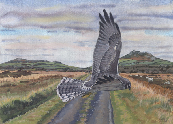 rare bird by Rob Davies