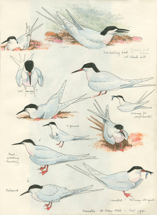 Roseate Terns by Ian Bullock
