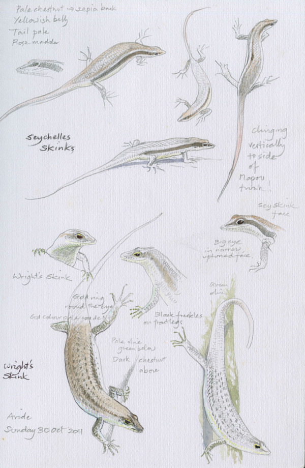 Skinks & Geckos in Aride by Ian Bullock, Image 1.