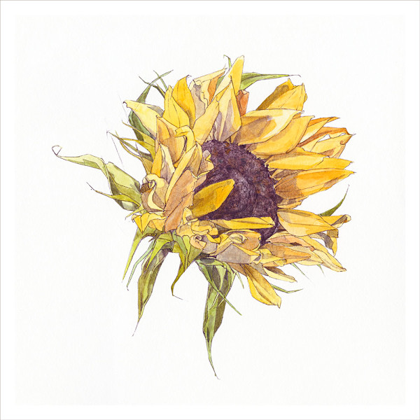 Sunflower by Ella Starling