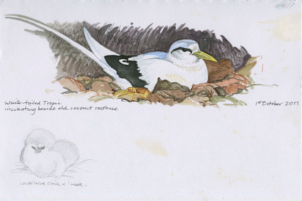 Tropic Bird at the Nest by Ian Bullock