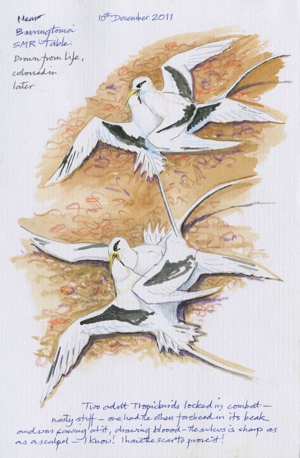 Tropic Birds Fighting by Ian Bullock