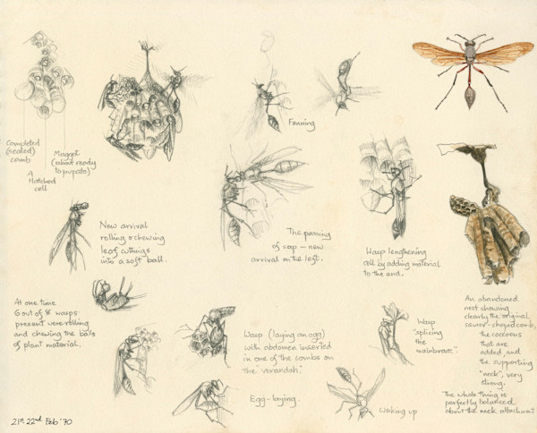 Wasp Observation 1970 Kenya by Ian Bullock