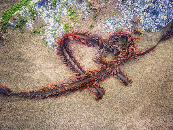 love by Brechin "Miss B" Flournoy, Image 1.