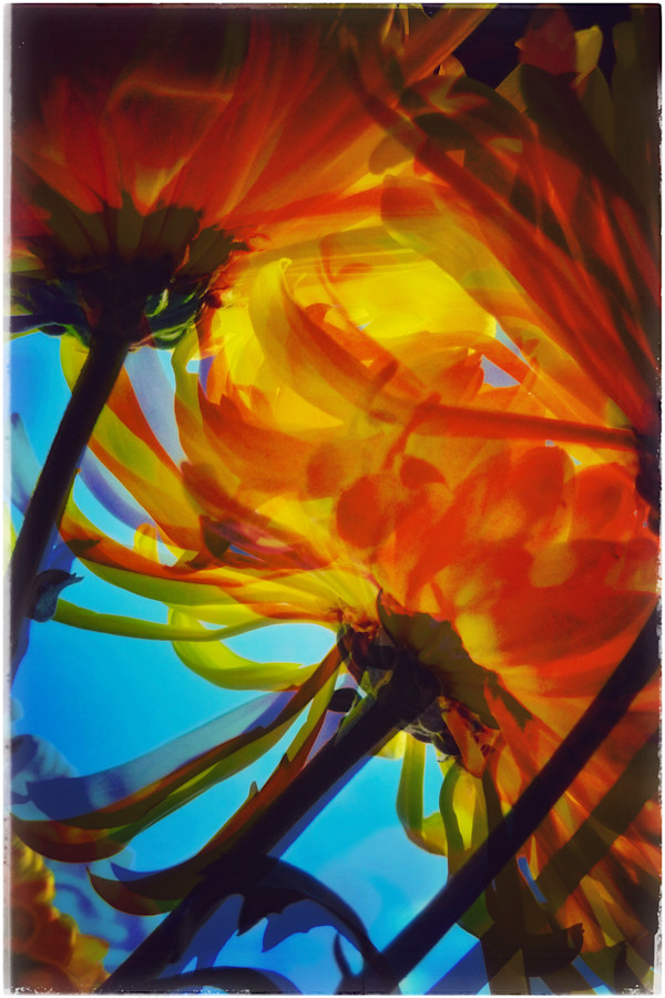 Mums by Brechin "Miss B" Flournoy, Image 1.