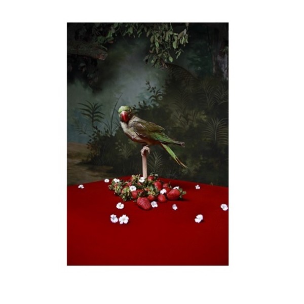 De la serie "Historias del paraíso": Bodegón 1 by Dulce Pinzón, Image 1.