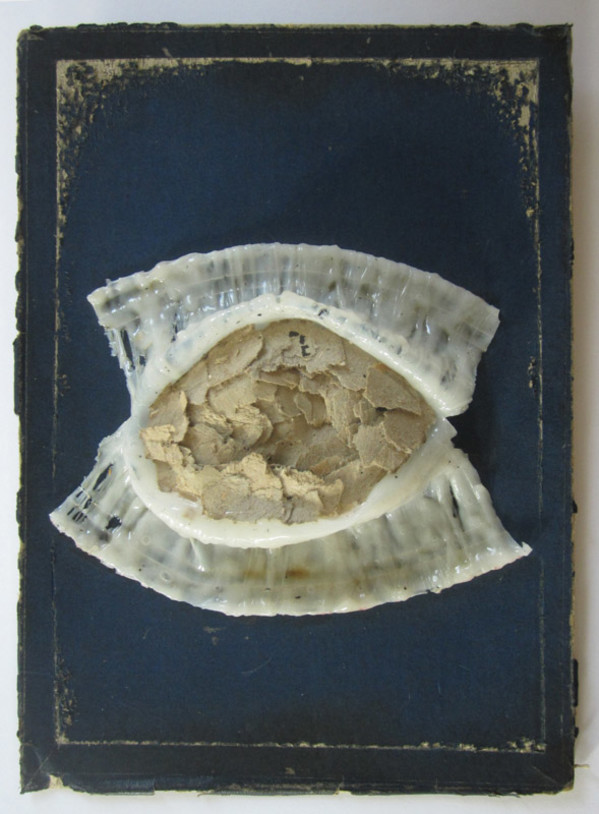 Eye (Sight) by Brenda Stumpf Studios