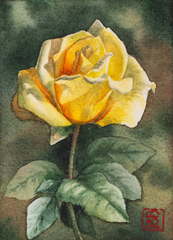 Yellow rose by Noelia Somoza, Image 1.