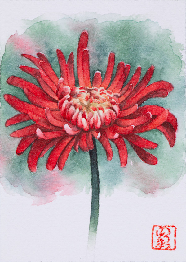 Red chrysanthemum by Noelia Somoza, Image 1.