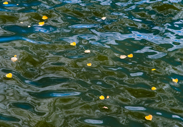 Water abstract, autumn leaves by Allison Kendall, Image 1.