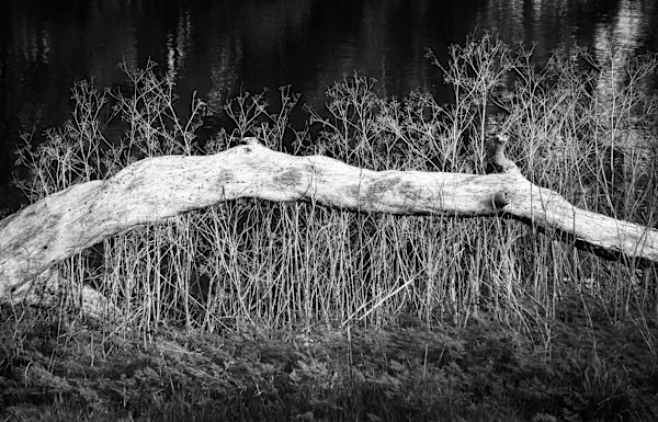 to the bone by Allison Kendall, Image 1.