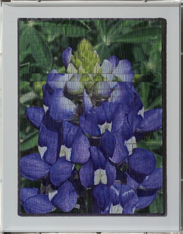 Bluebonnet Ballet by Christine Guernsey, Image 1.