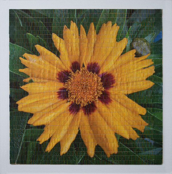 Coreopsis by Christine Guernsey, Image 1.