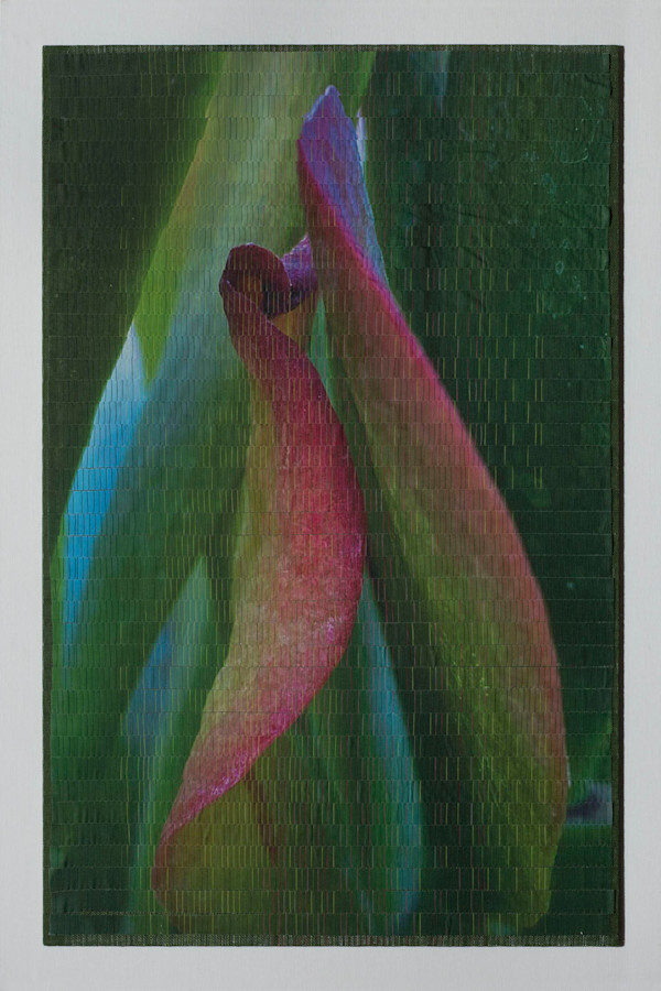 Crassula1 by Christine Guernsey, Image 1.
