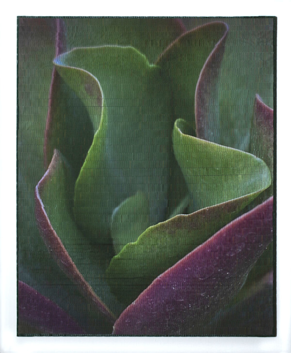 Crassula 2 by Christine Guernsey, Image 1.