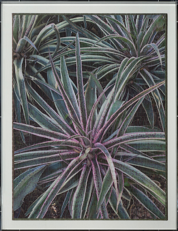 Mangrave Patch by Christine Guernsey, Image 1.