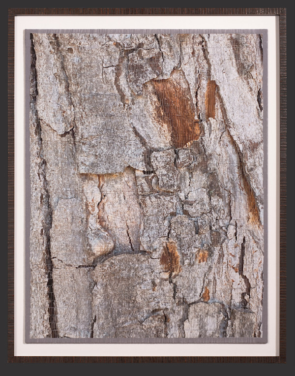 Ulmus Americana by Christine Guernsey, Image 1.