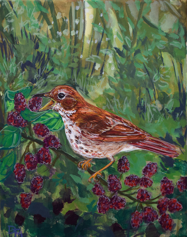 Power of Ten 2, Hermit Thrush by Dierdra Michelle, Image 1.